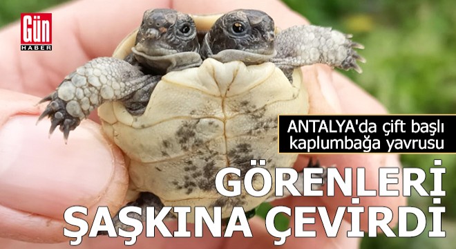 Çift başlı kaplumbağa yavrusu görenleri şaşkına çevirdi