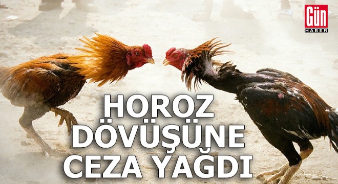 Çiftlik evinde horoz dövüşüne ceza yağdı