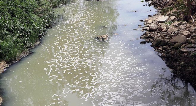 Çimendere'de toplu balık ölümleri tedirgin etti