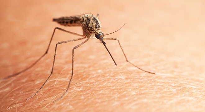 Çin’de  chikungunya  virüsü alarmı