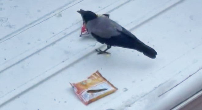 Cips hırsızı karga mahallelinin maskotu oldu