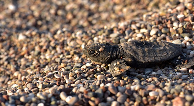 Çıralı'da caretta carettalar denizle buluştu