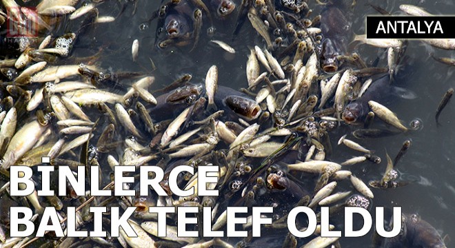 Cırnık Köprüsü'nün bulunduğu bölgede binlerce balık telef oldu