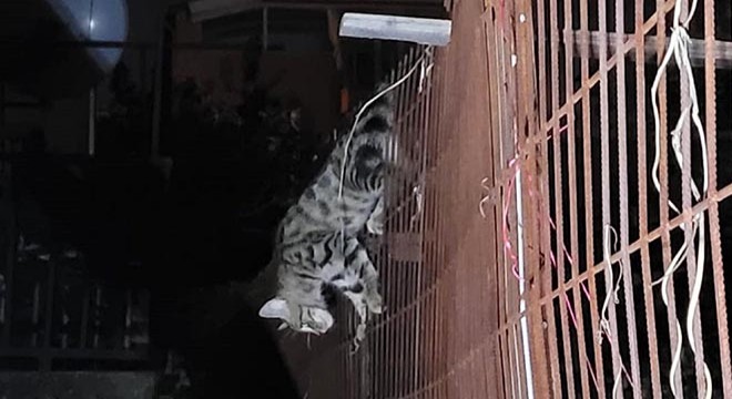 Çitin teli karnına saplanan yavru kedi kurtarıldı
