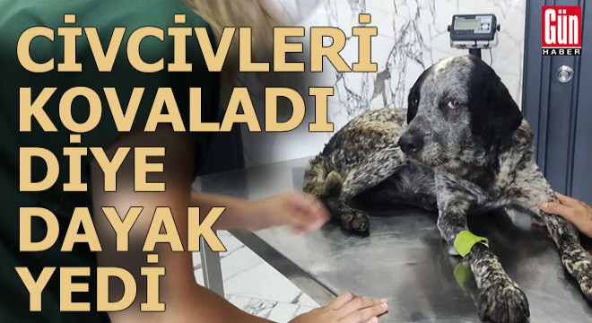 Civcivleri kovalayan köpeğe feci dayak