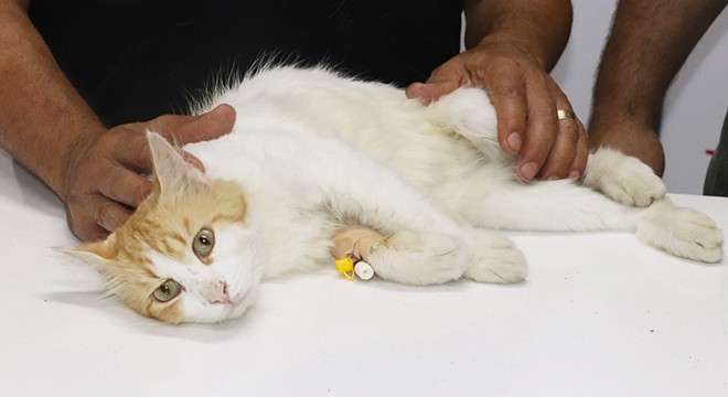 Civcivleri yediği iddia edilen kedi tüfekle vuruldu