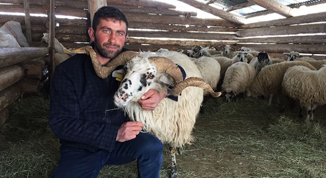 Çobanı evlilik vaadiyle dolandıran genç kadın tutuklandı