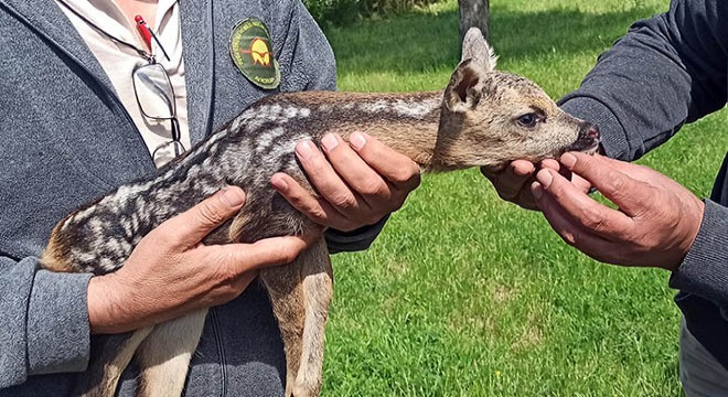 Çobanın bulduğu yavru karaca korumaya alındı