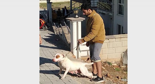 Çocuğu ısıran pitbullun sahibine 12 bin lira ceza