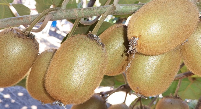 Coğrafi işaretli Ordu kivisinde hasat başladı