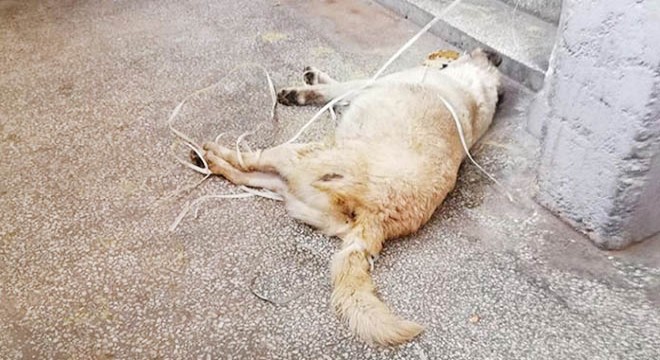 Çolak ı yaralayan tetikçi, sokak köpeğini öldürüp tecavüz etmiş