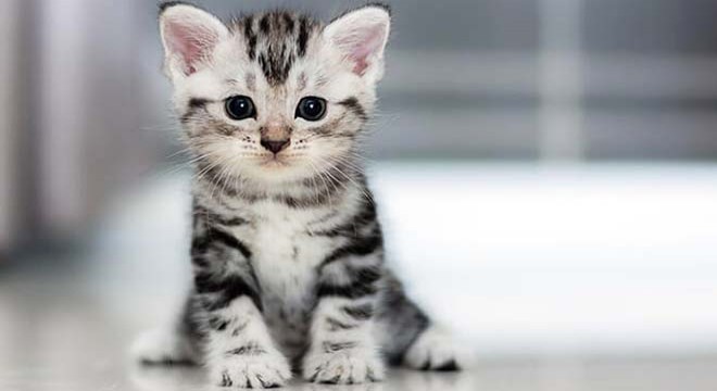 Çöp konteynerine sıkışan kedi kurtarıldı