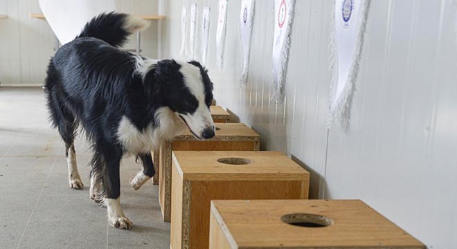 Covid-19'u teşhis eden dedektör köpek yetiştirildi