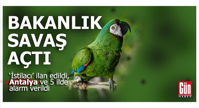 Çözüm bu papağanları öldürmek değil