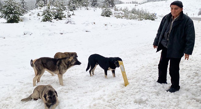 Dağa terk edilen köpeklere sürücülerden yardım eli