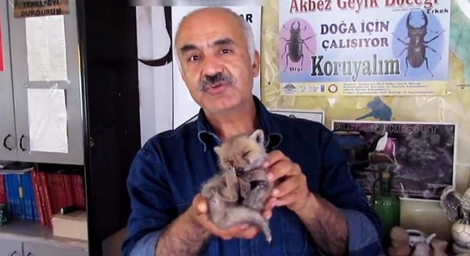 Dağda bulunan tilki yavrusunu sütle besliyor
