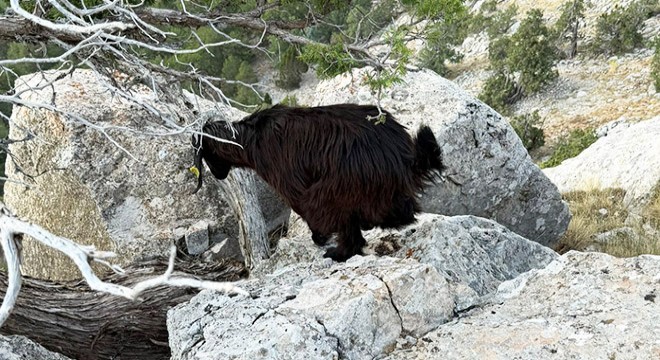 Dağda mahsur kalan oğlaklar kurtarıldı