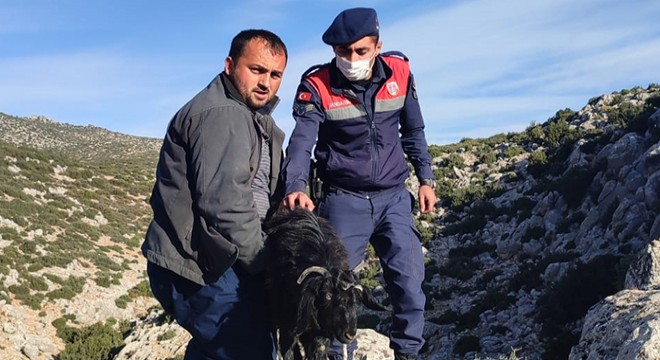 Dağdaki keçileri jandarma kurtardı