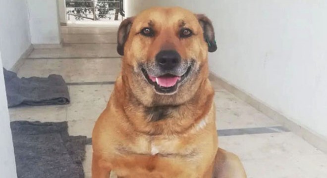 Daha önce tehdit ettiği komşunun köpeğini tüfekle öldürdü