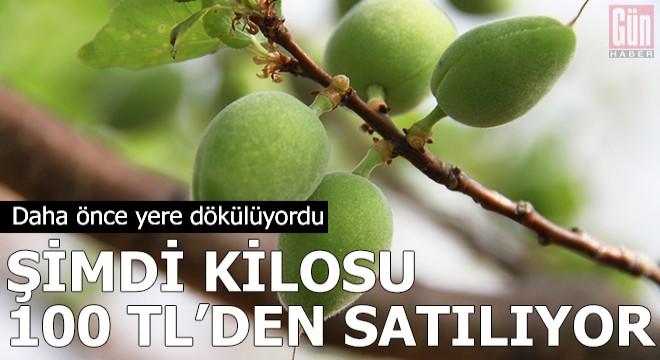Daha önce yere dökülüyordu, şimdi kilosu 100 TL'den satılıyor