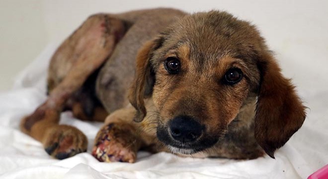 Darp edildiği iddia edilen yavru köpeğin ön iki bacağı kesildi