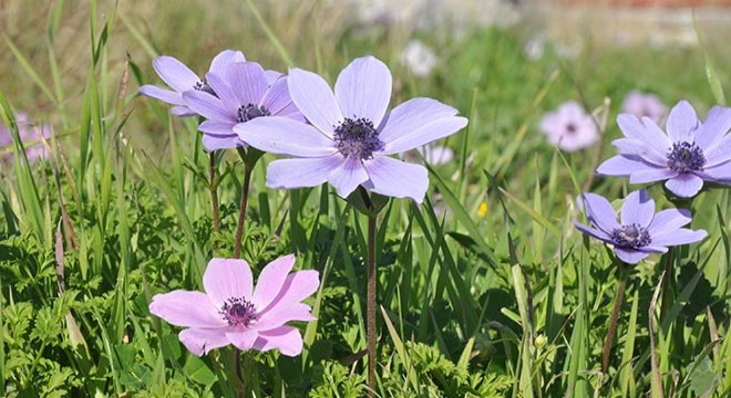 Datça'da anemonlar açtı; halk 'baharın müjdecisi' dedi