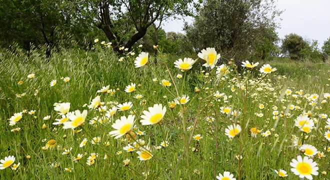 Datça da bahar; papatyalar açtı