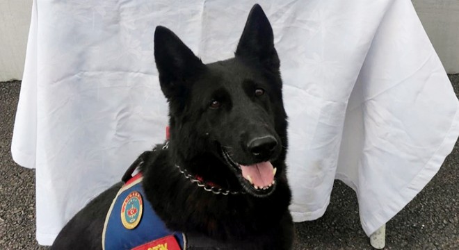 Dedektör köpek 11 kilo esrar buldu