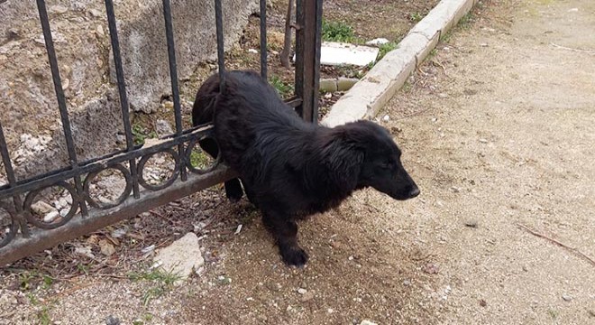 Demir parmaklıklara sıkışan köpeği itfaiye kurtardı