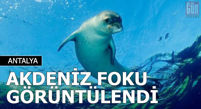 Demre'de, Akdeniz foku görüntülendi