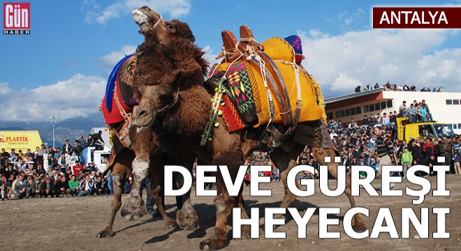 Demre'de deve güreşi heyecanı
