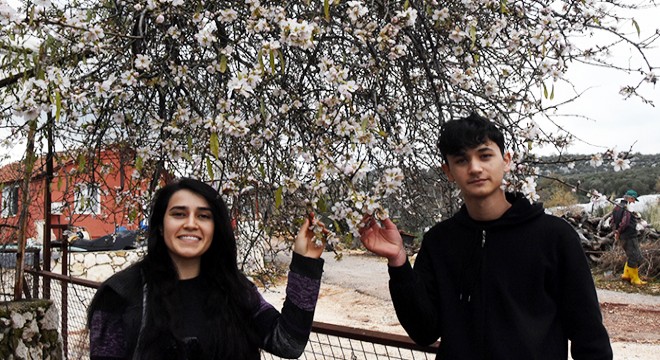 Demre'de mevsimi şaşıran ağaçlar çiçek açtı