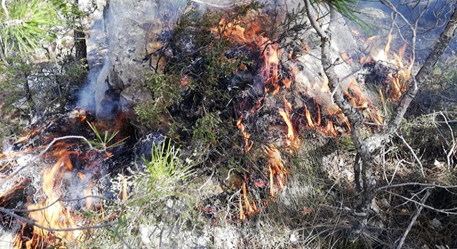 Demre'de yılın ilk yangını çıktı