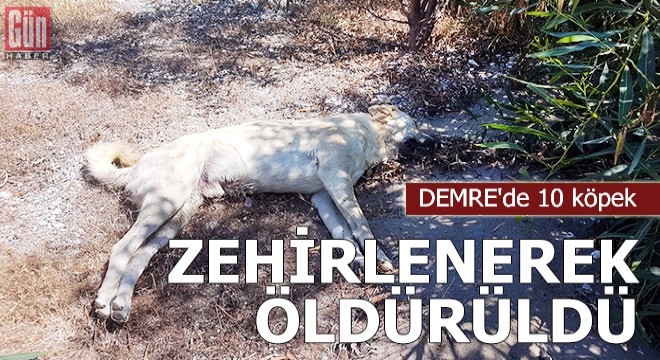 Demre de 10 köpek zehirlenerek öldürüldü