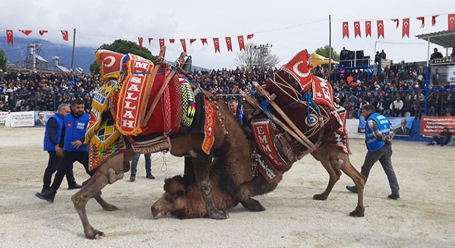 Demre de deve güreşleri düzenlendi