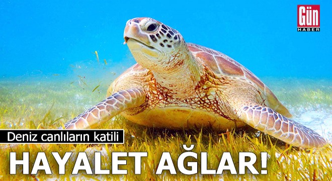 Deniz canlıların katili 'hayalet ağlar'