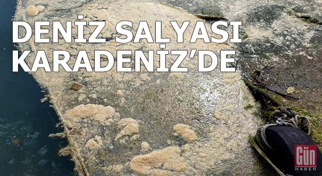 Deniz salyası Karadeniz’de