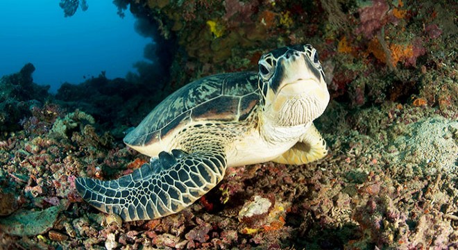 Deniz kaplumbağalarının son 50 yıldır nesilleri tehlikede