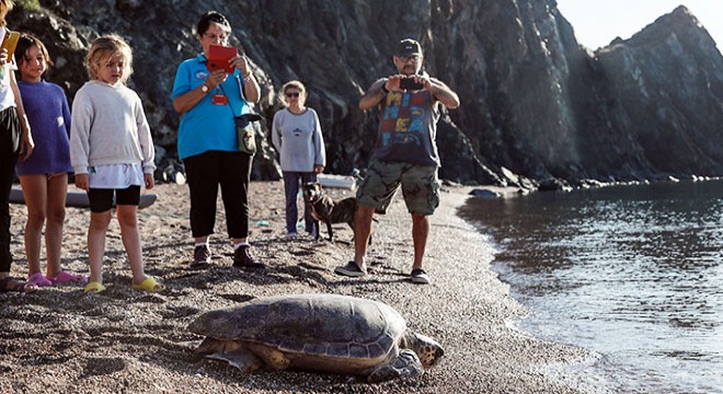 Deniz kaplumbağasının yuva çalışması için Antalya da önlem aldılar