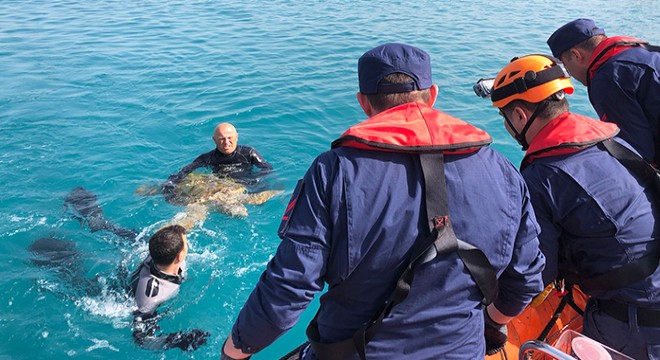 Denizde bitkin yüzerken bulunan caretta carettaya tedavi