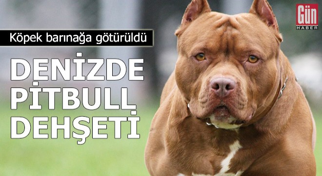 Denizde pitbull dehşeti