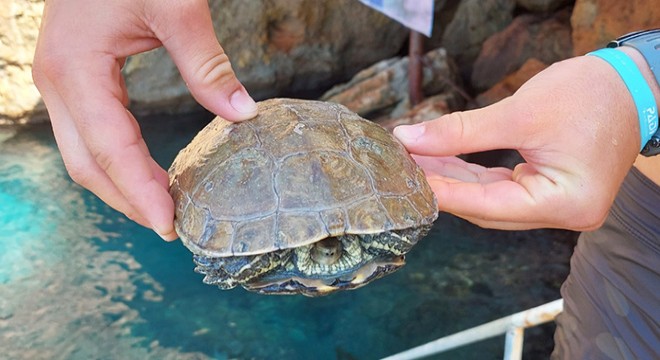 Denize düşen tatlı su kaplumbağasını, dalgıçlar kurtardı