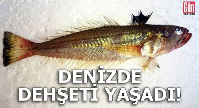 Denize giren öğretmen dehşeti yaşadı!