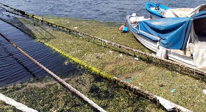 Denizin yüzeyini 'deniz marulu' kapladı