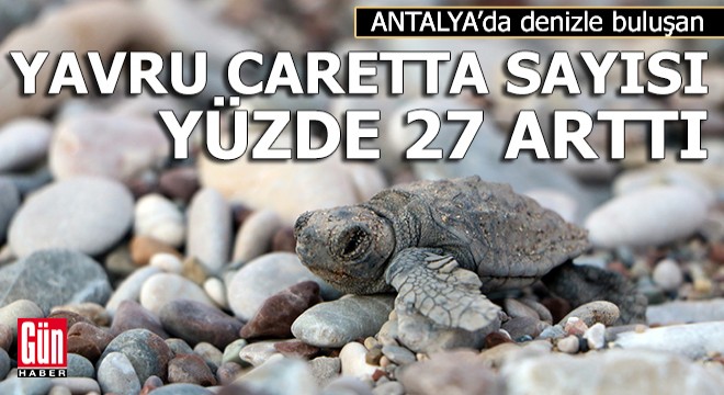 Denizle buluşan yavru caretta sayısı yüzde 27 arttı