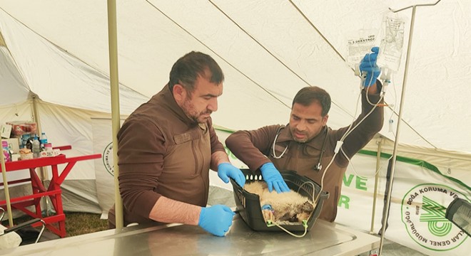 Deprem bölgesinde 300'den fazla hayvan tedavi edildi
