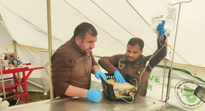 Deprem bölgesinde 300 den fazla hayvan tedavi edildi