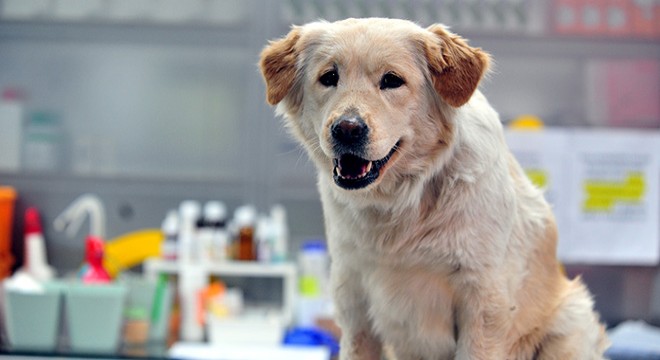 Depremde yaralı kurtarılan köpek tedaviye alındı