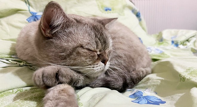 Depremden kurtulan kedinin sahibi, mikroçip sayesinde bulundu