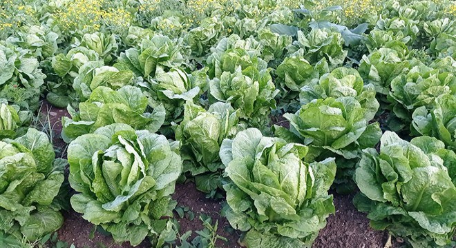 Depremzede üreticiden 'Ürünlerimizi alın' çağrısı